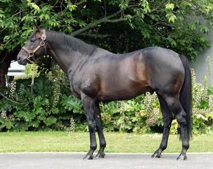 Waikato Stud's reigning Champion New Zealand Sire Savabeel.